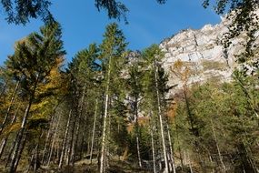 High trees in front of rocks