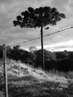 araucaria in the wild, black and white