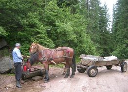 horses cart peasant romania scene