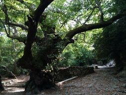 old oak in the forest