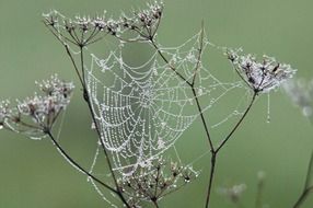spider web on a plant