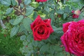 green rose bush with red flowers