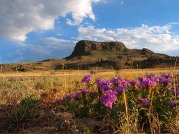 purple flowers on a field in new mexico