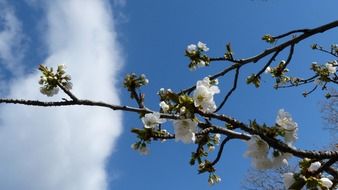 tree branch with white flowers