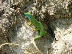 bright green lizard in the wild