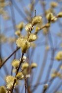 bloom willow in spring