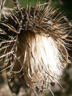 milk thistle silybum