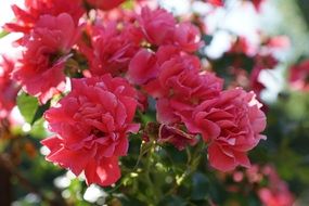 rose bush with flowers