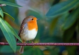 bird sits on a rope among green leaves