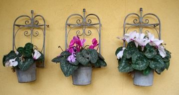 flowers in pots on the wall close-up