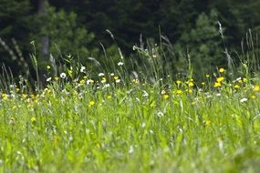 yellow flowers in tall green grass