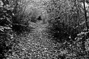 Black and white image of the forest trail in autumn forest