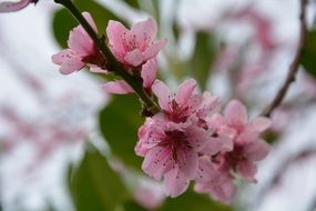 Pink flowers of a spring cherries on a blurred background