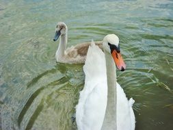 two swans on the pond