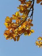 oak leaves on a branch in a sunny day