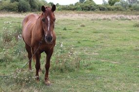 Brown horse in the village in summer