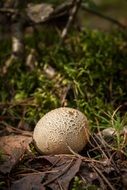 mushroom in the form of a ball among the dry leaves