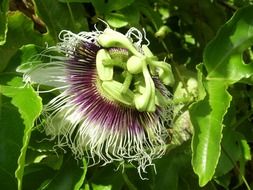 passiflora in the sun