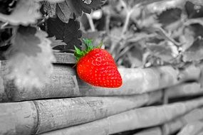 red strawberries on a gray fence