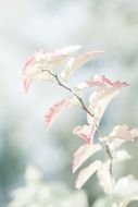 Closeup picture of White and pink flowers on the branch