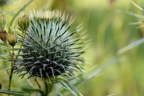 Thistle plant on the meadow