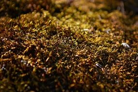 Brown moss macro photo