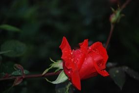 red rose bud on a bush
