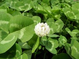 green clover with white fluffy flower