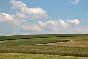 Cornfield on the mountain