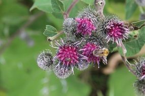 closeup photo of hummel plants