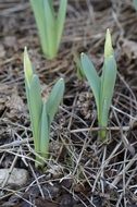 tulip buds in early spring