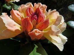 salmon pink rhododendron