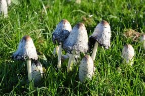 toadstool in green grass close-up on blurred background