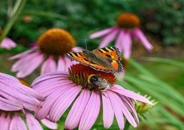 Siting butterfly on a pink flower