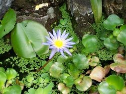 closeup photo of purple waterlily blooming on pond