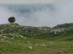 mountain tree landscape