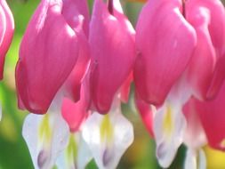 Close-up of the beautiful pink, white and yellow flowers