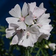 white flower per plant in the netherlands