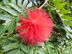 Calliandra haematocephala, beautiful red exotic blossom with green leaves