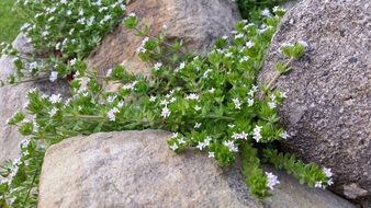 Plants on the stones