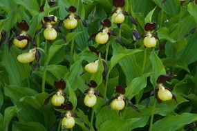 Venus slipper ordinary with green leaves