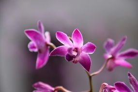 Purple flowere bloom macro recording