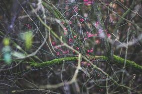 pink berries in an autumn forest