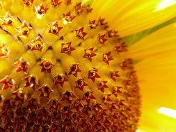 Close-up of the beautiful blooming yellow and red sunflower in light
