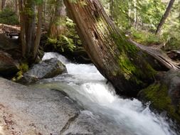 river water tree