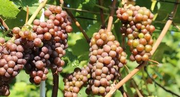 incredible vine grapes