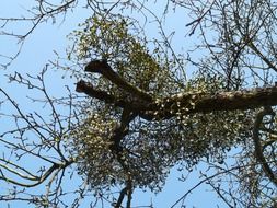 bottom view of the tree mistletoe