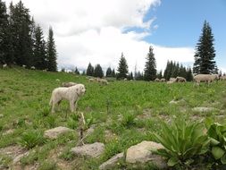 Picture of sheep and dog on a mountain