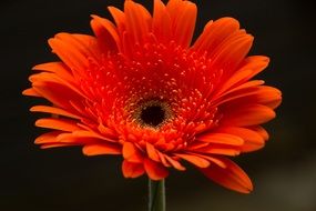 orange gerbera on a dark background