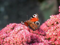 tiger butterfly on crimson flowers